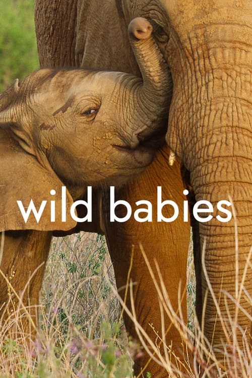 Wild Babies (2022) เกิดในป่า